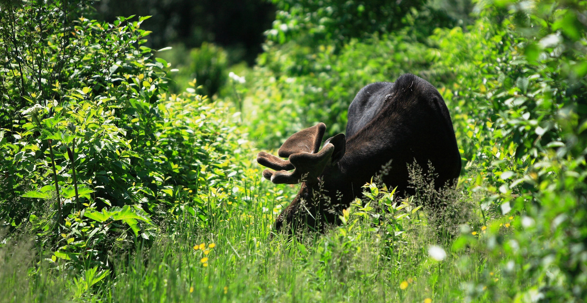 Moose, Isle Royale National Park