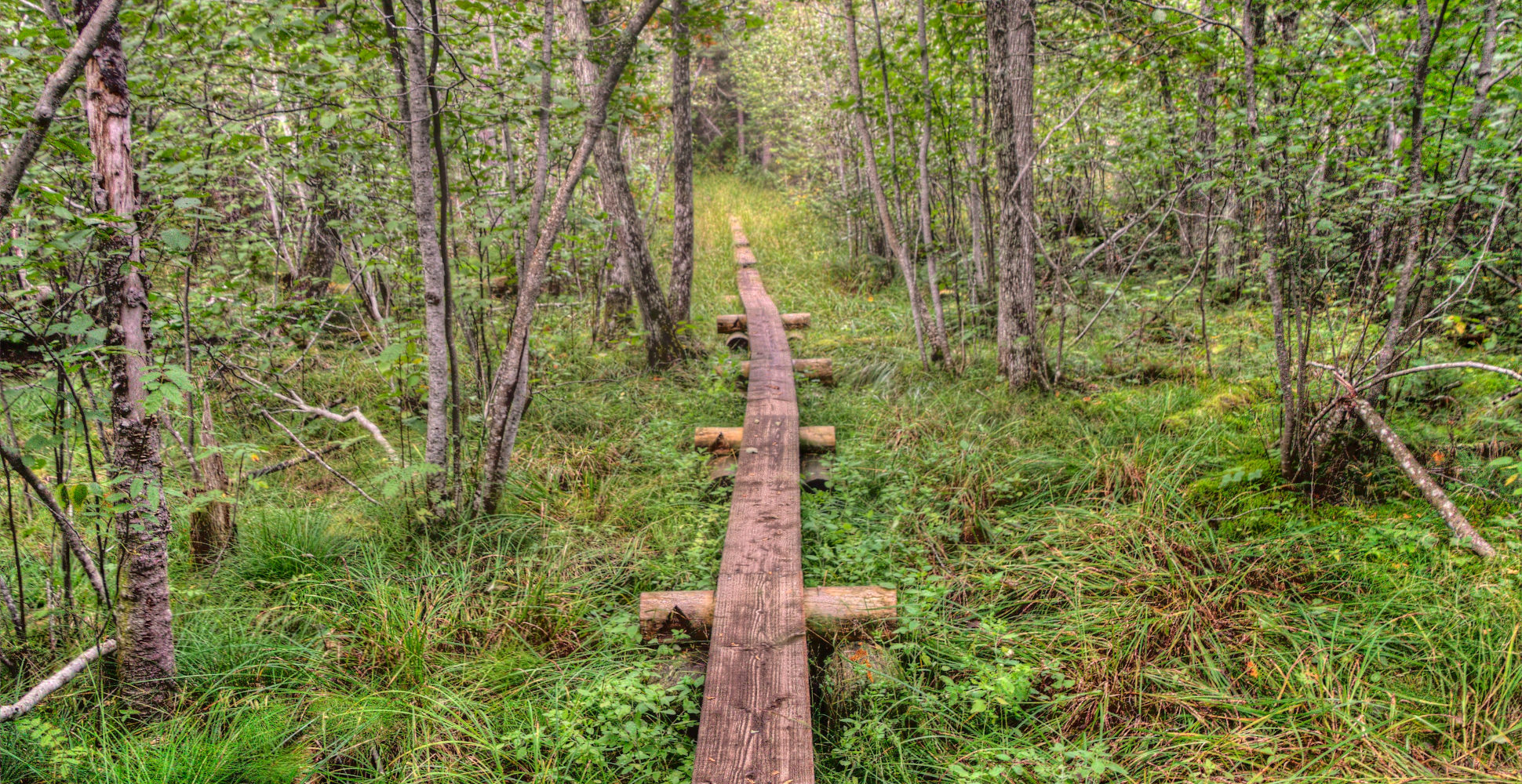 Wooden Walking Path in Isle Royale National Park