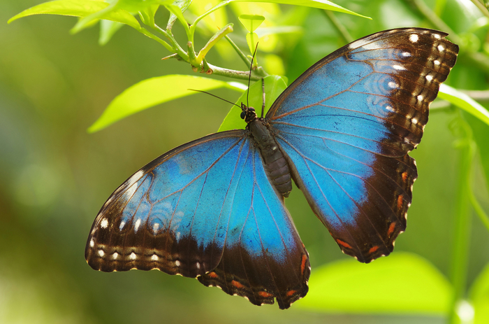 A blue morpho butterfly poses in Costa Rica