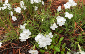 Phlox longiloba is a Yellowstone National Park wildflower