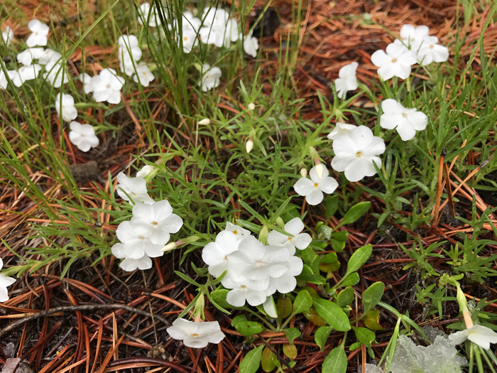 Phlox longiloba is a Yellowstone National Park wildflower