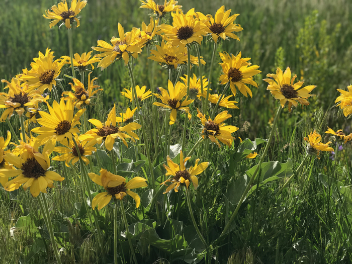 Bright yellow flowers bloom in Yellowstone National park