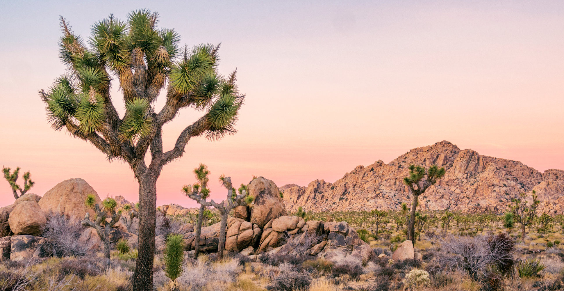 Joshua Tree National Park