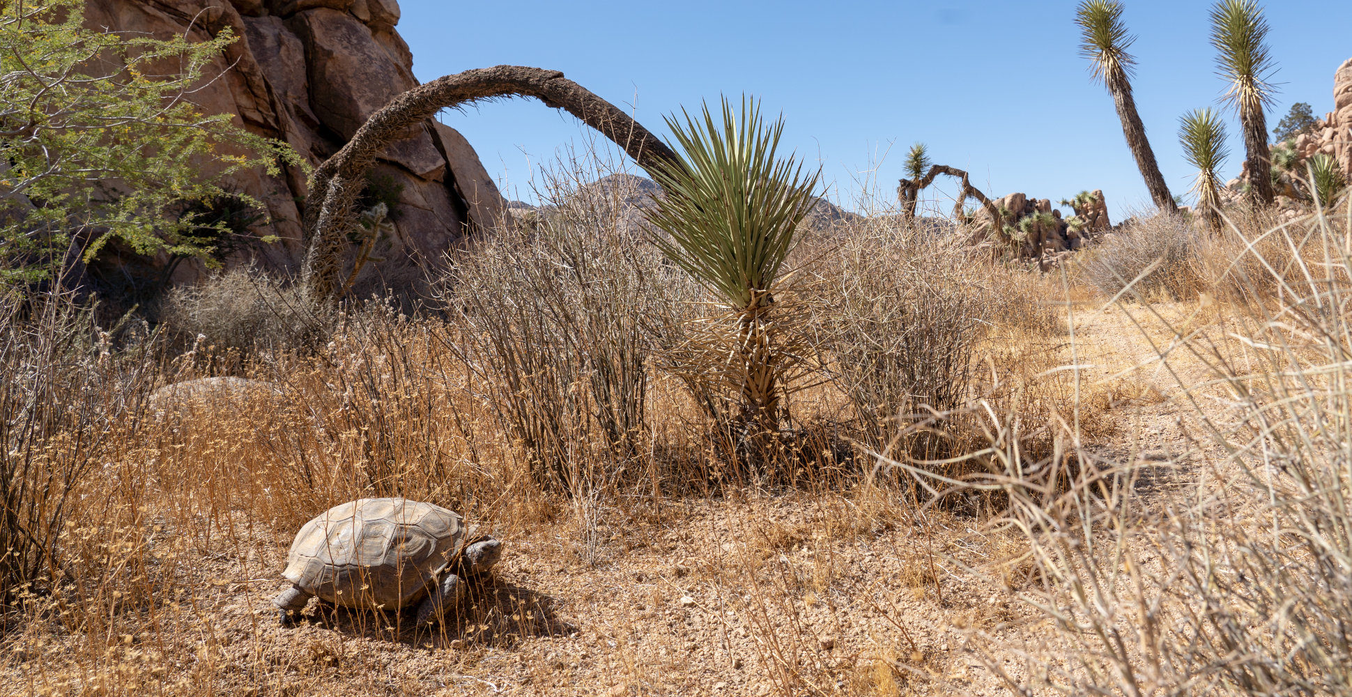 Tortoise, Joshua Tree National Park