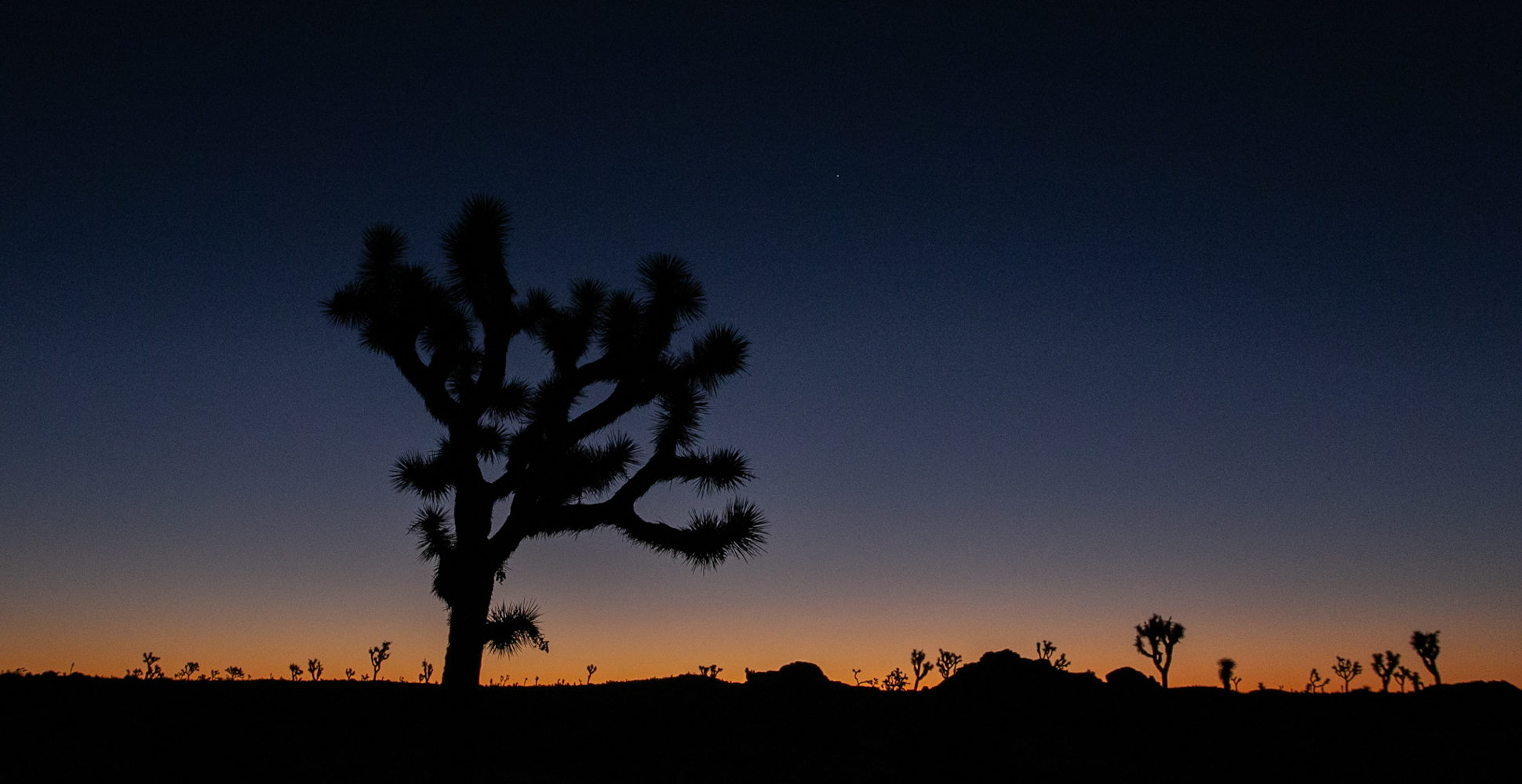 Sunrise, Joshua Tree National Park