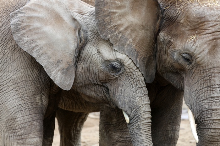 Two elephants share a quiet moment