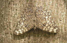 A butterfly is camouflaged on a tree trunk