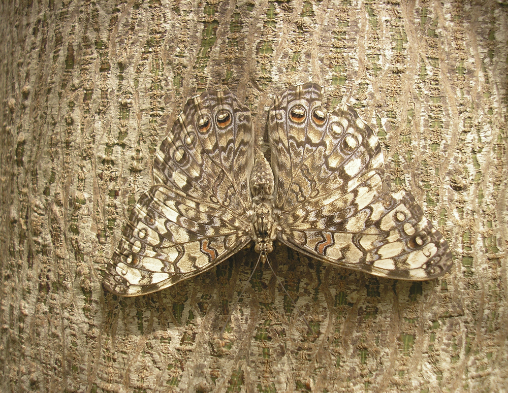 A butterfly is camouflaged on a tree trunk