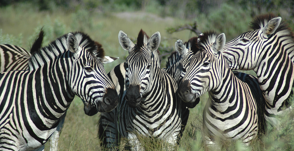 Botswana-Zebra