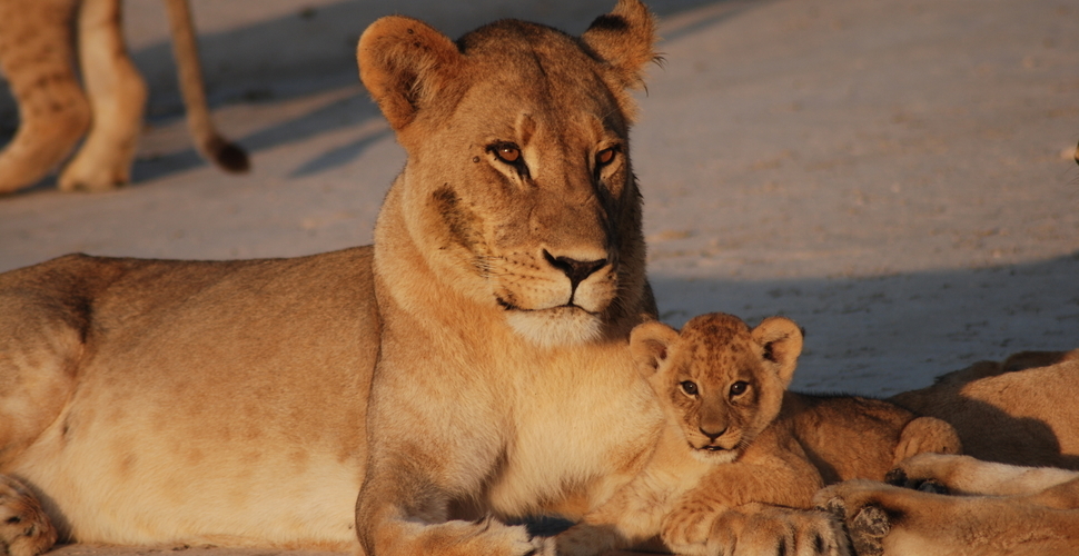Botswana lion and cub