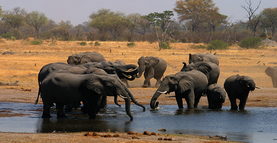 Botswana Elephants