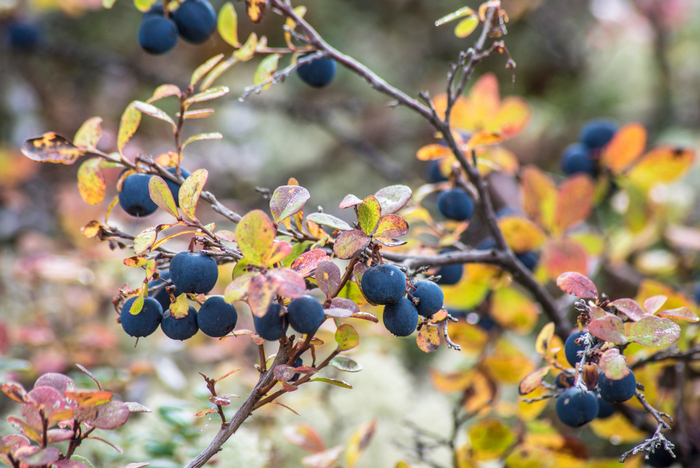 Plump blueberries on the bush in Alaska