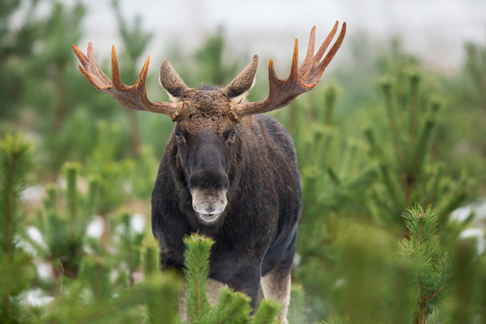An Alaskan bull moose stares into the camera