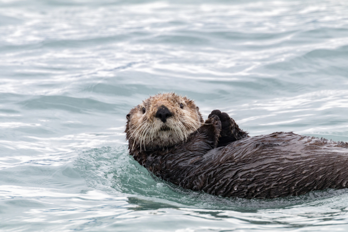 A sea otter floats on its back in Alaska waters