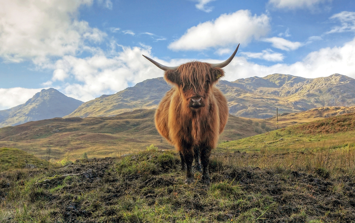 Highland cow in dreamy landscape