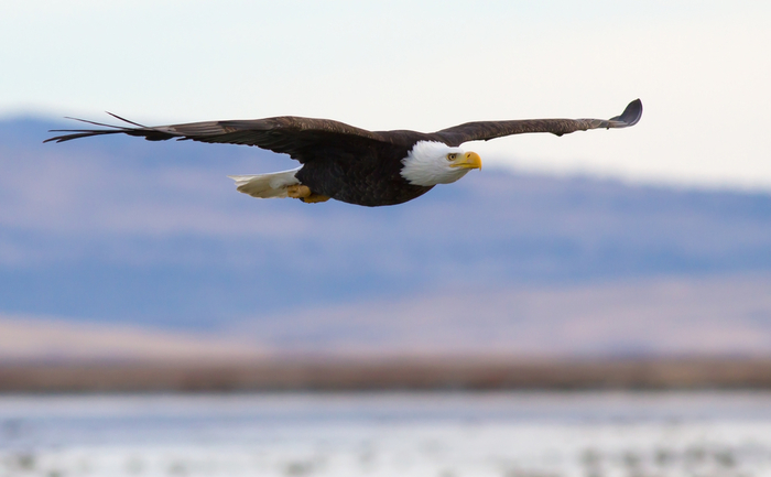 Eye to eye with a bald eagle in flight