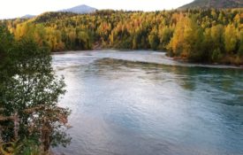 Autumn colors on the Kenai River in Alaska