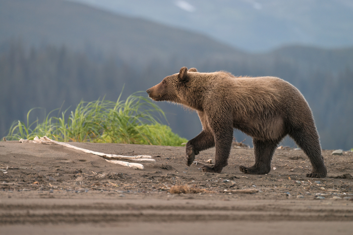 Lake Clark Alaska bear