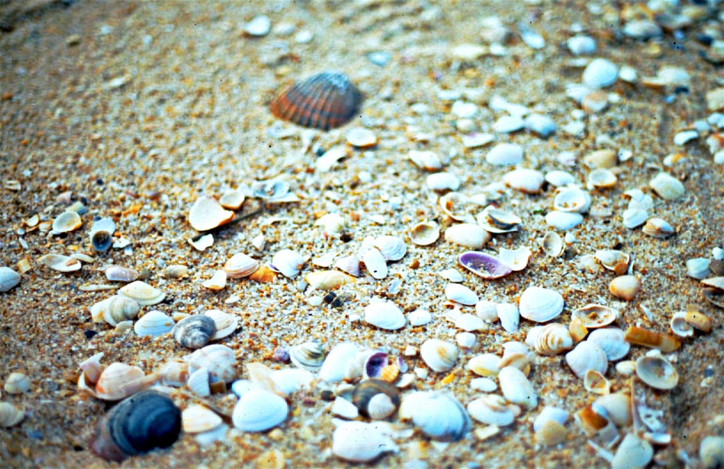 Ilha de Tavira's sand and shells - Bahrami