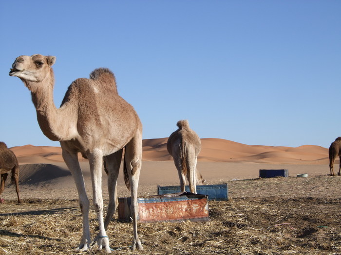 Camels in Sahara, Morocco