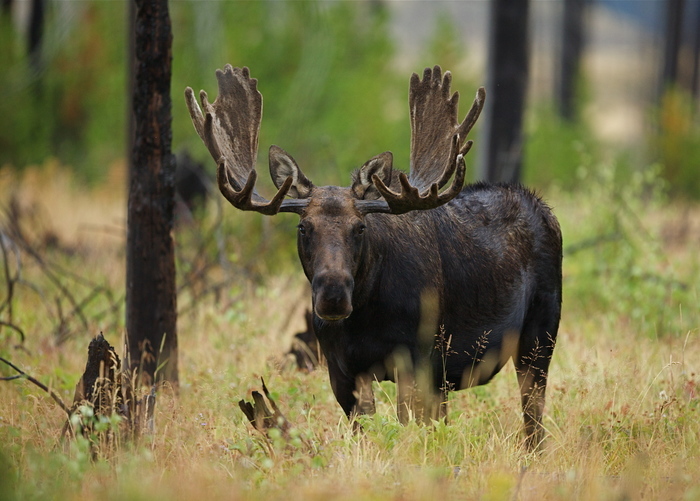 Bull Moose in Yellowstone National Park