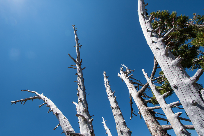 Whitebark Pine Tree