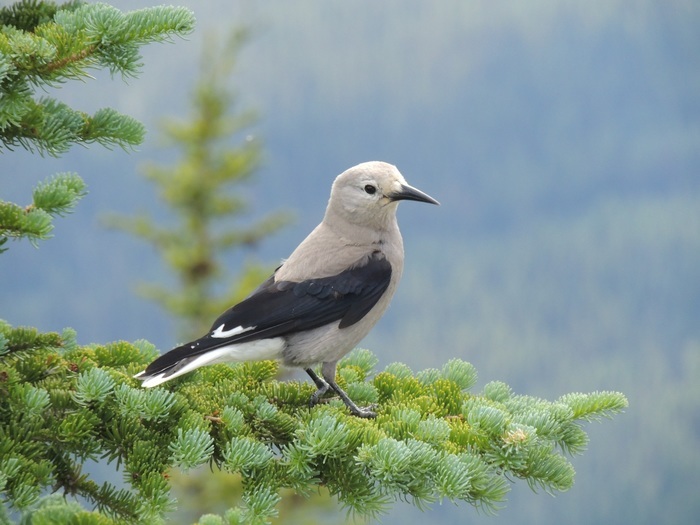 Clark's Nutcracker, Yellowstone National Park