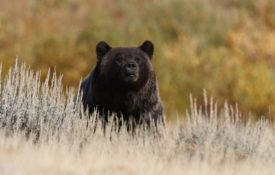 Grizzly Bear in Yellowstone National Park