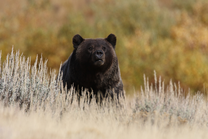 Grizzly Bear in Yellowstone National Park