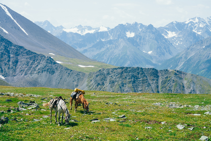 Horses on a backcountry trip