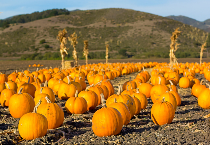 Hood River Valley Harvest Festival