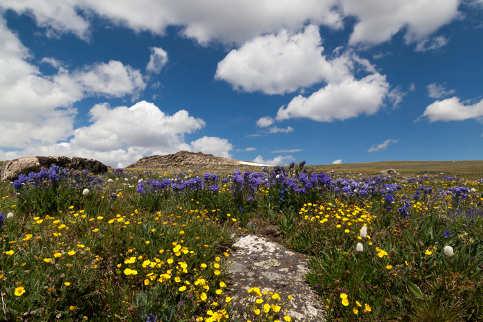 Beartooth Pass, Red Lodge, Montana