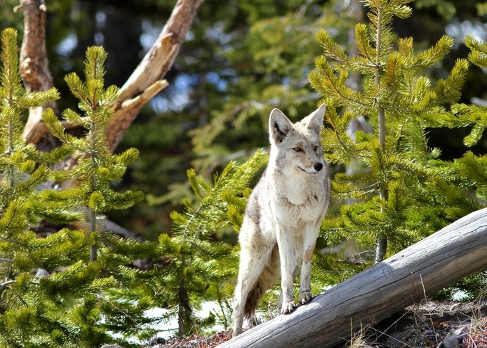 Wolves in Lamar Valley, Yellowstone National Park