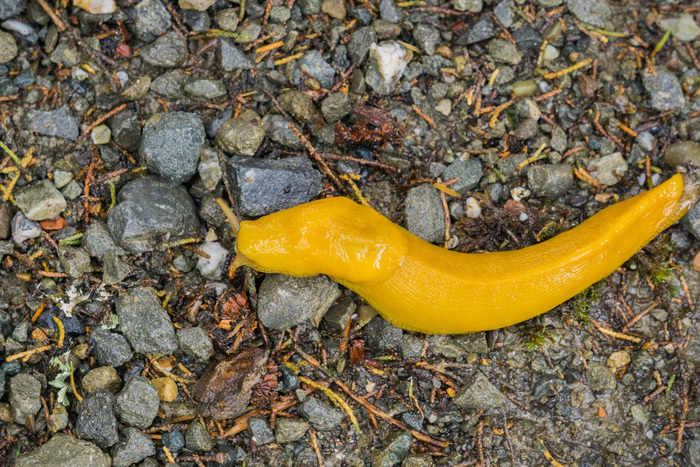 Banana Slug