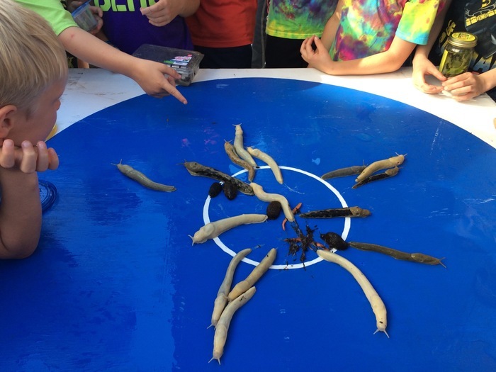 Slug Races, Ketchikan City