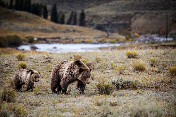 Grizzly bear and cub, Yellowstone National Park