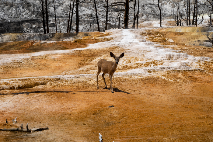 Deer in Yellowstone National Park