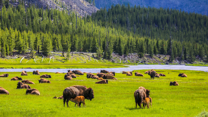 Bison, Yellowstone National Park