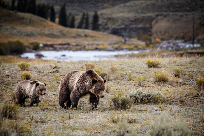 bears roaming through yellowstone national park