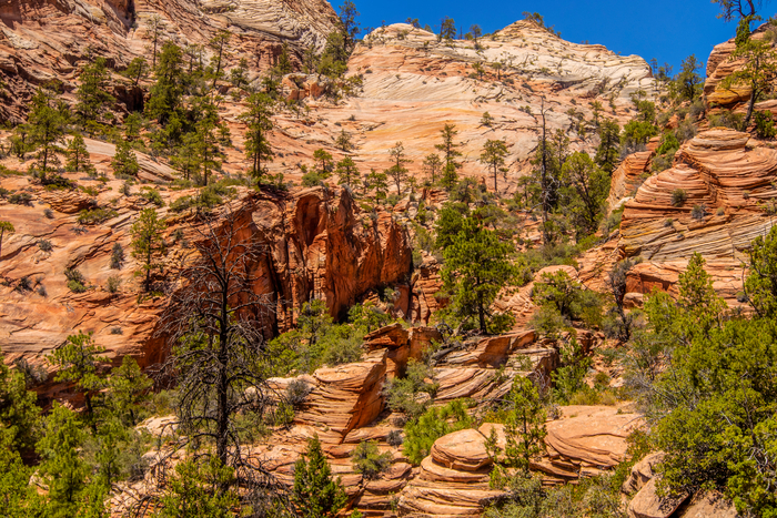 Zion National Park