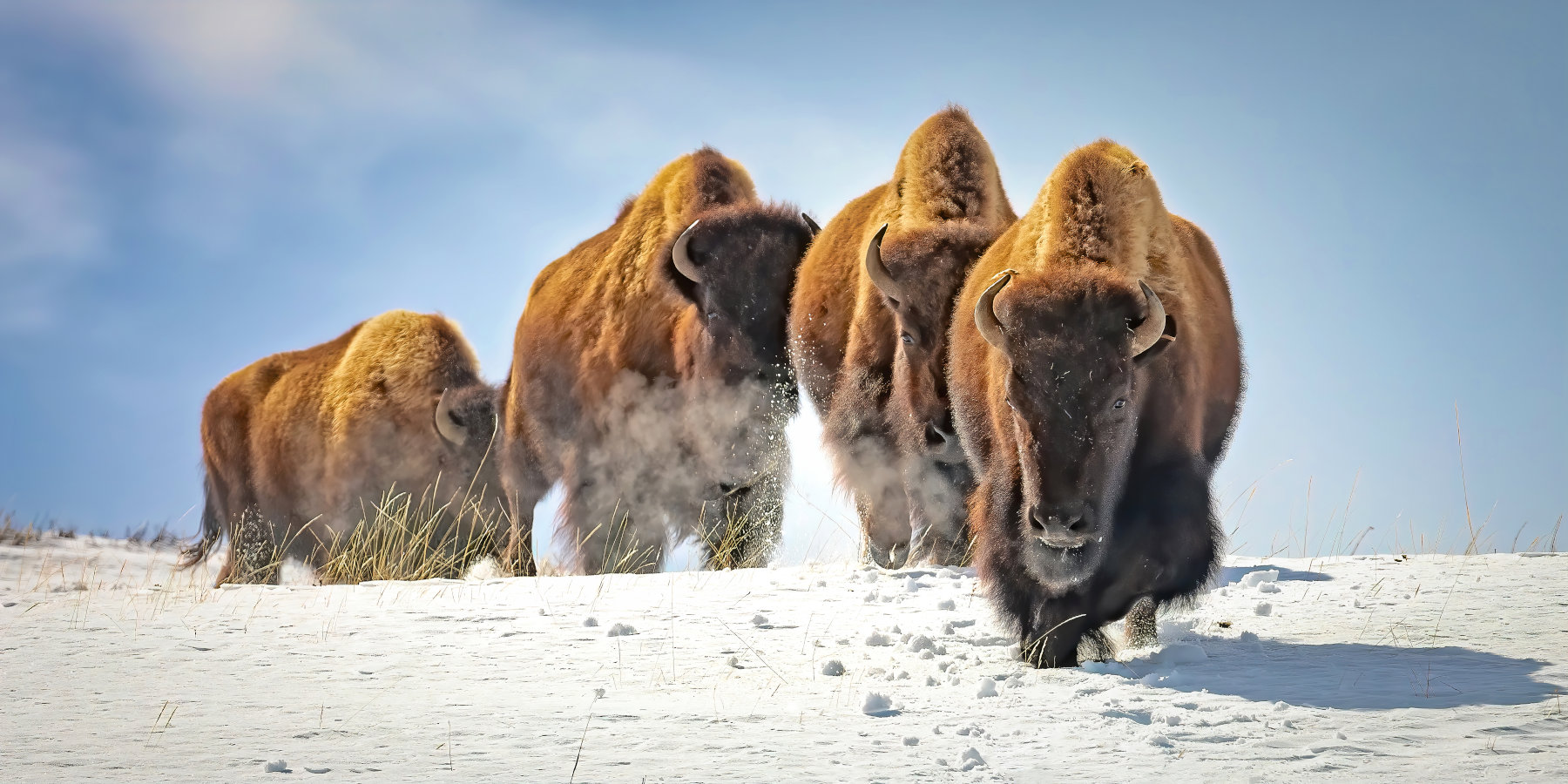 Herd of bison in Yellowstone National Park