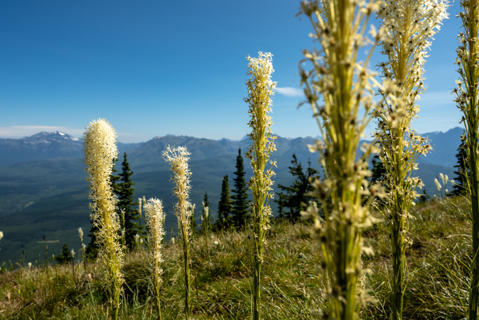 Huckleberry Lookout Trail