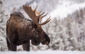 Moose in snow, Yellowstone National Park