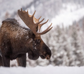 Moose in snow, Yellowstone National Park