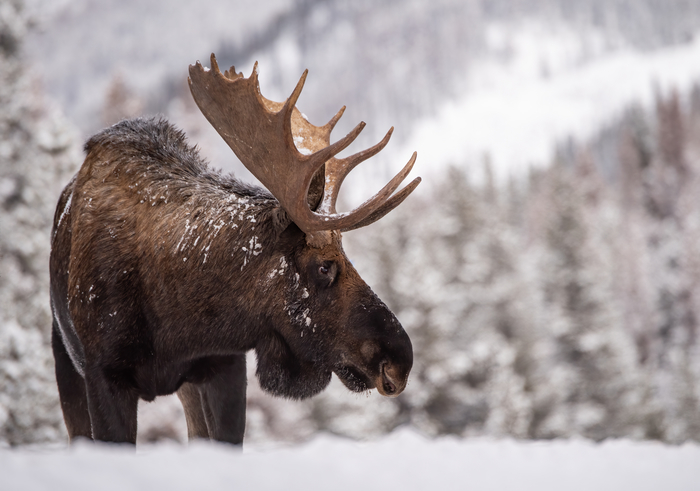 Moose in snow, Yellowstone National Park