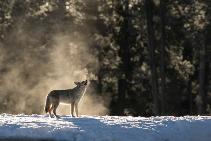 Coyote in Yellowstone National Park