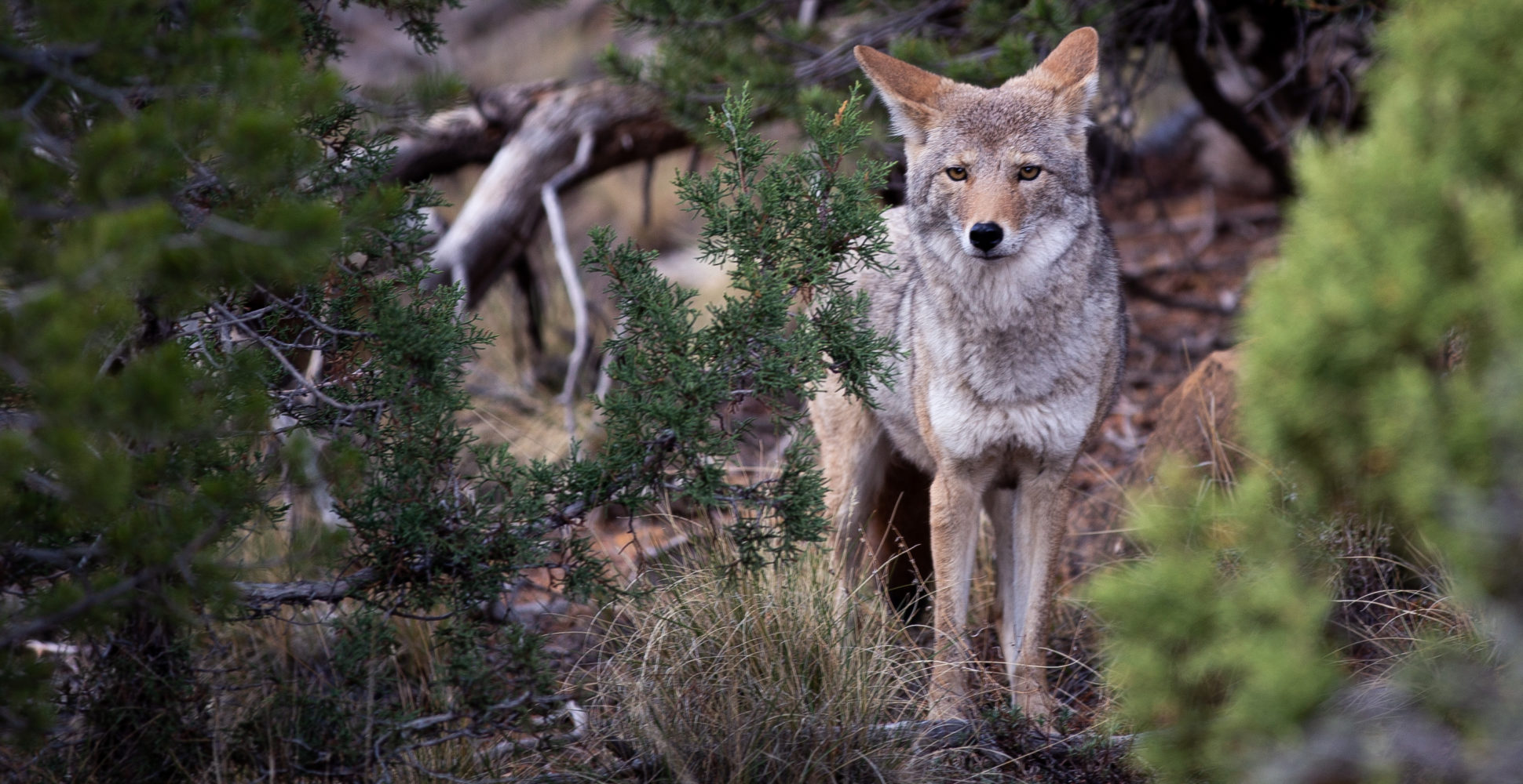 Coyote of Mesa Verde