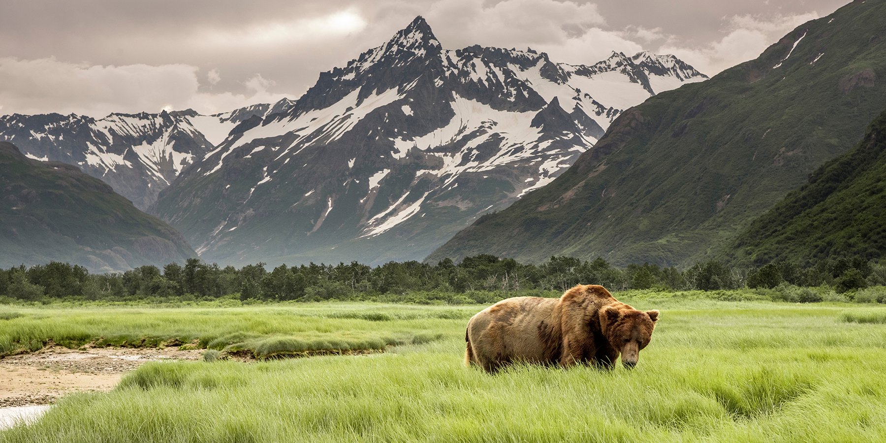 Alaska Grizzly Bear