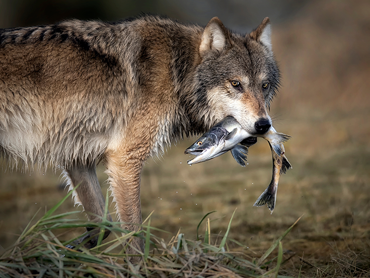 An Alaskan Gray Wolf holds a fish in its mouth