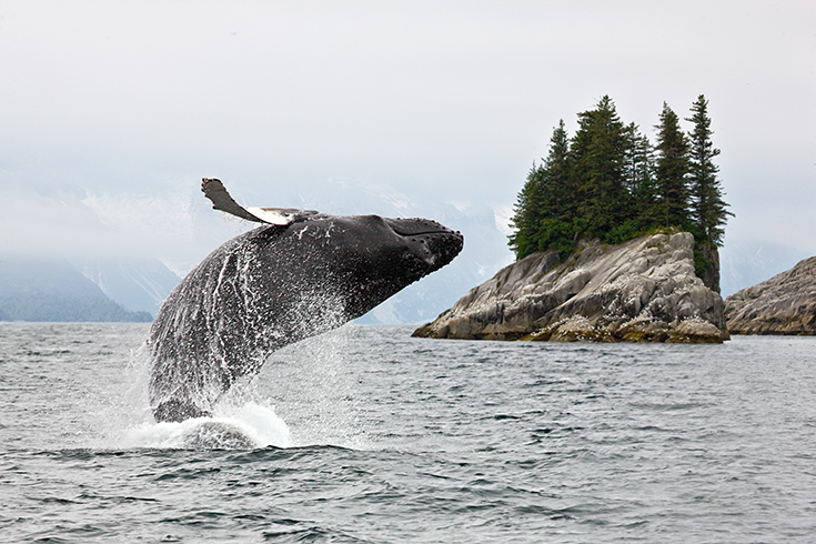 A Humpback Whale breaches in Alaska